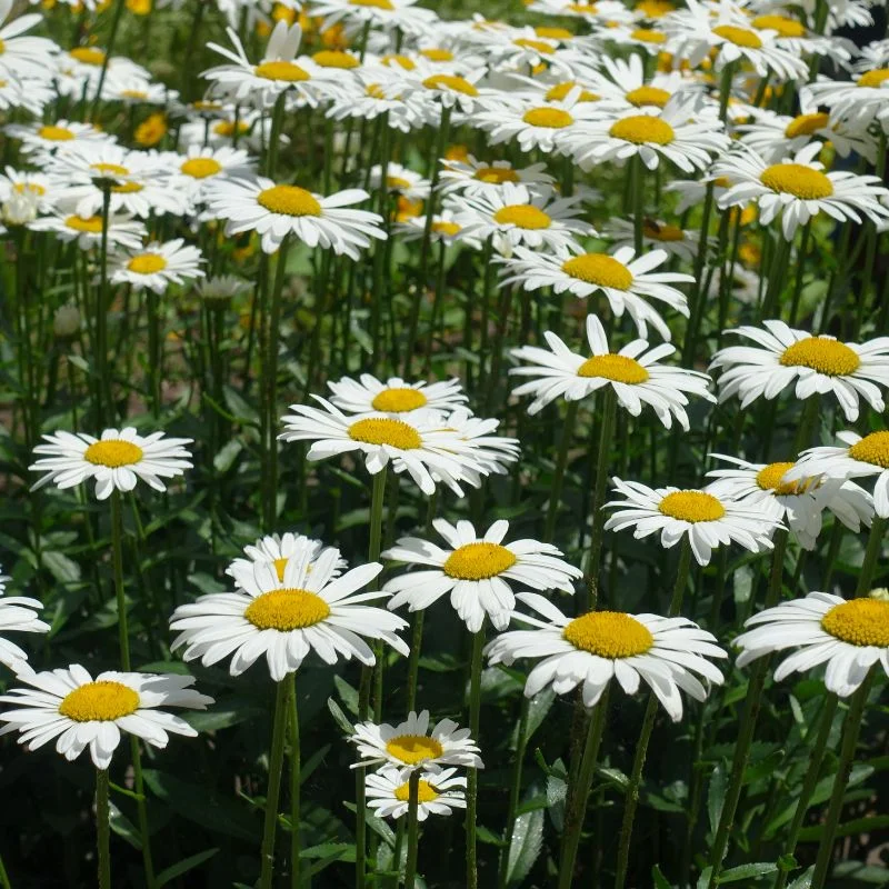 Daisy