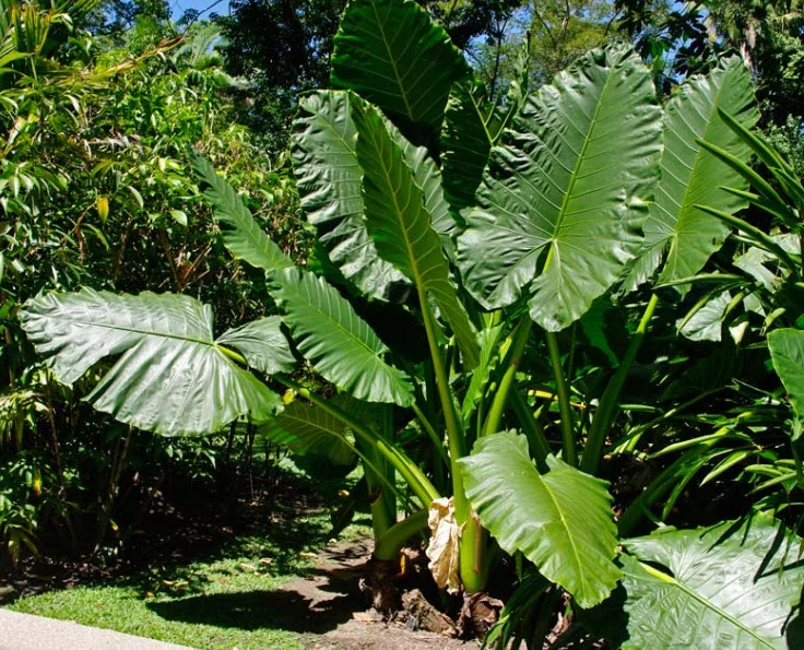 Elephant ear