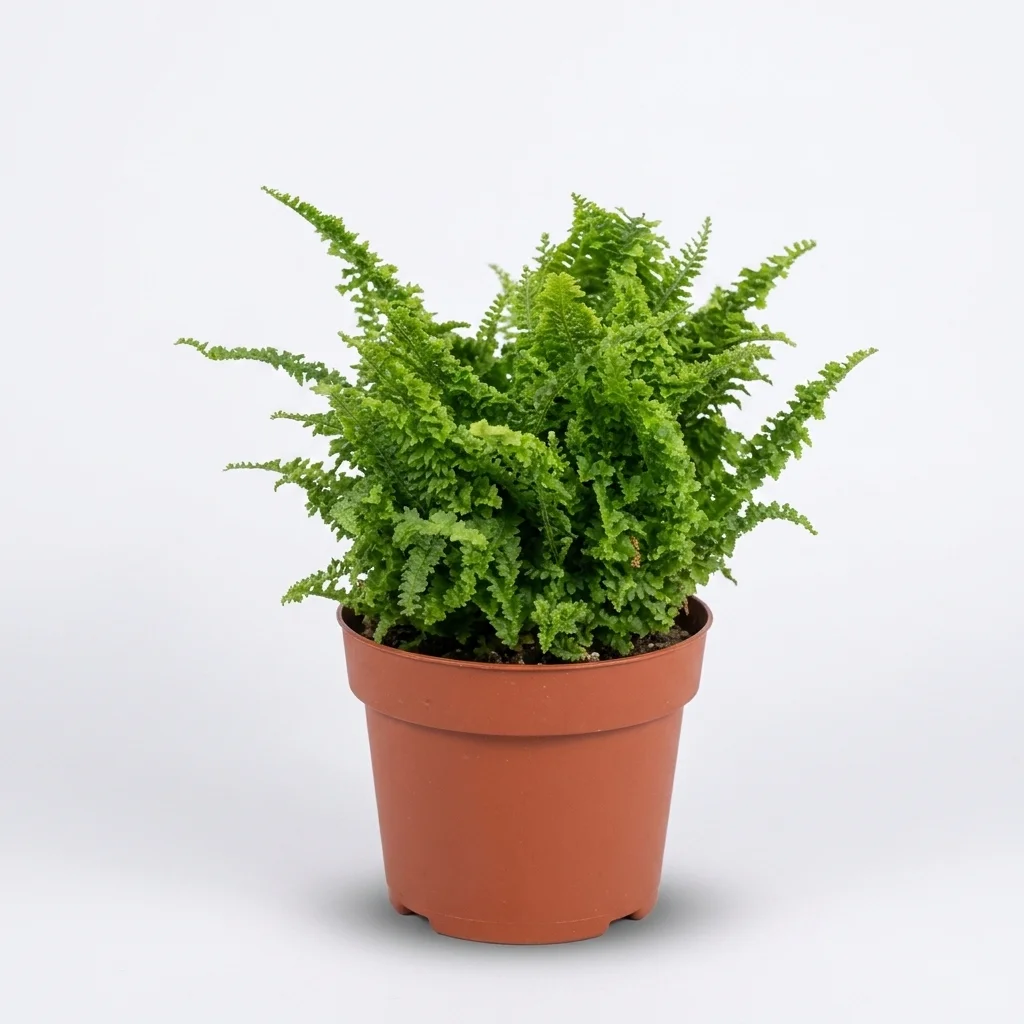 Curly Boston fern image 2