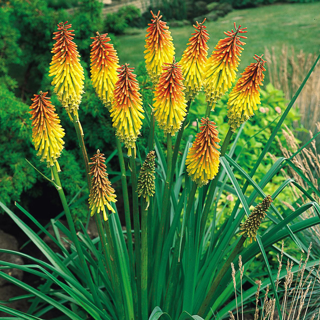 Red hot poker(torch lily)