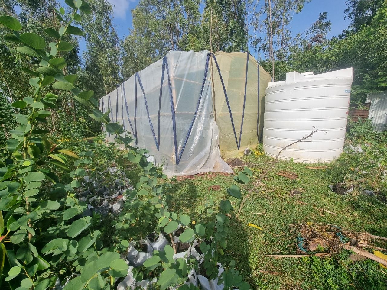 Chaka Plants Nursery