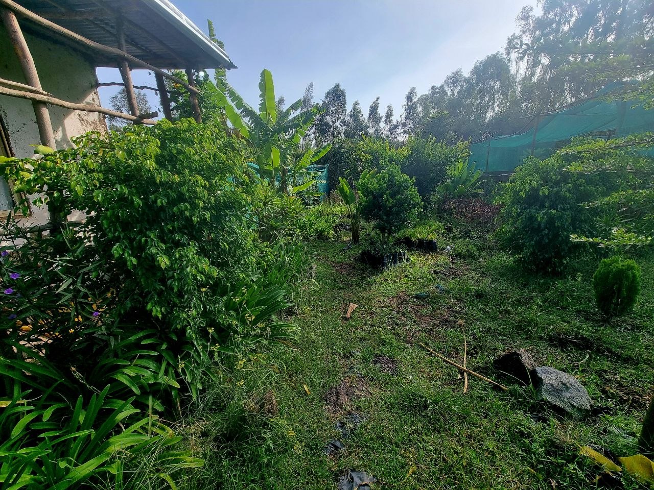 Chaka Plants Garden