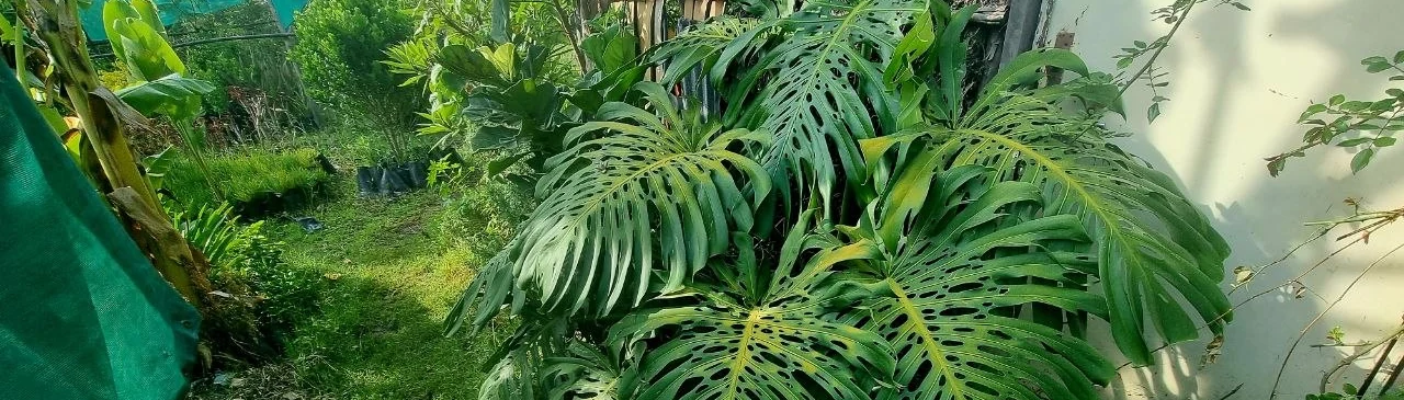 Chaka Plants nursery and garden